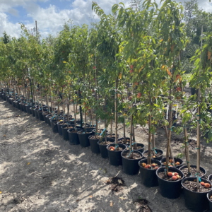 La Feliciana Peach Tree