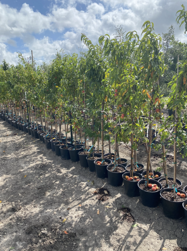 La Feliciana Peach Tree