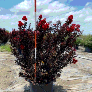 crape myrtle, ebony fire