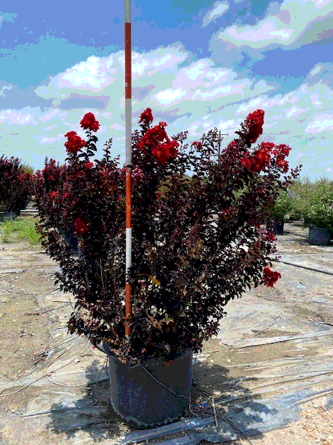 crape myrtle, ebony fire