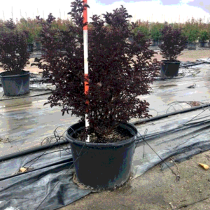 crape myrtle, ebony pink