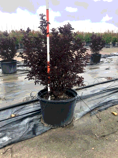 crape myrtle, ebony pink