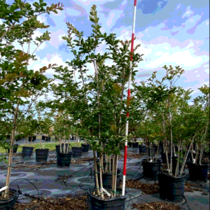 crape myrtle