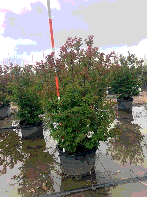 red rocket crape myrtle