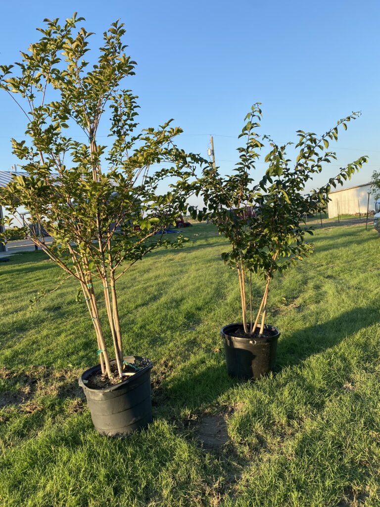 trees for sale