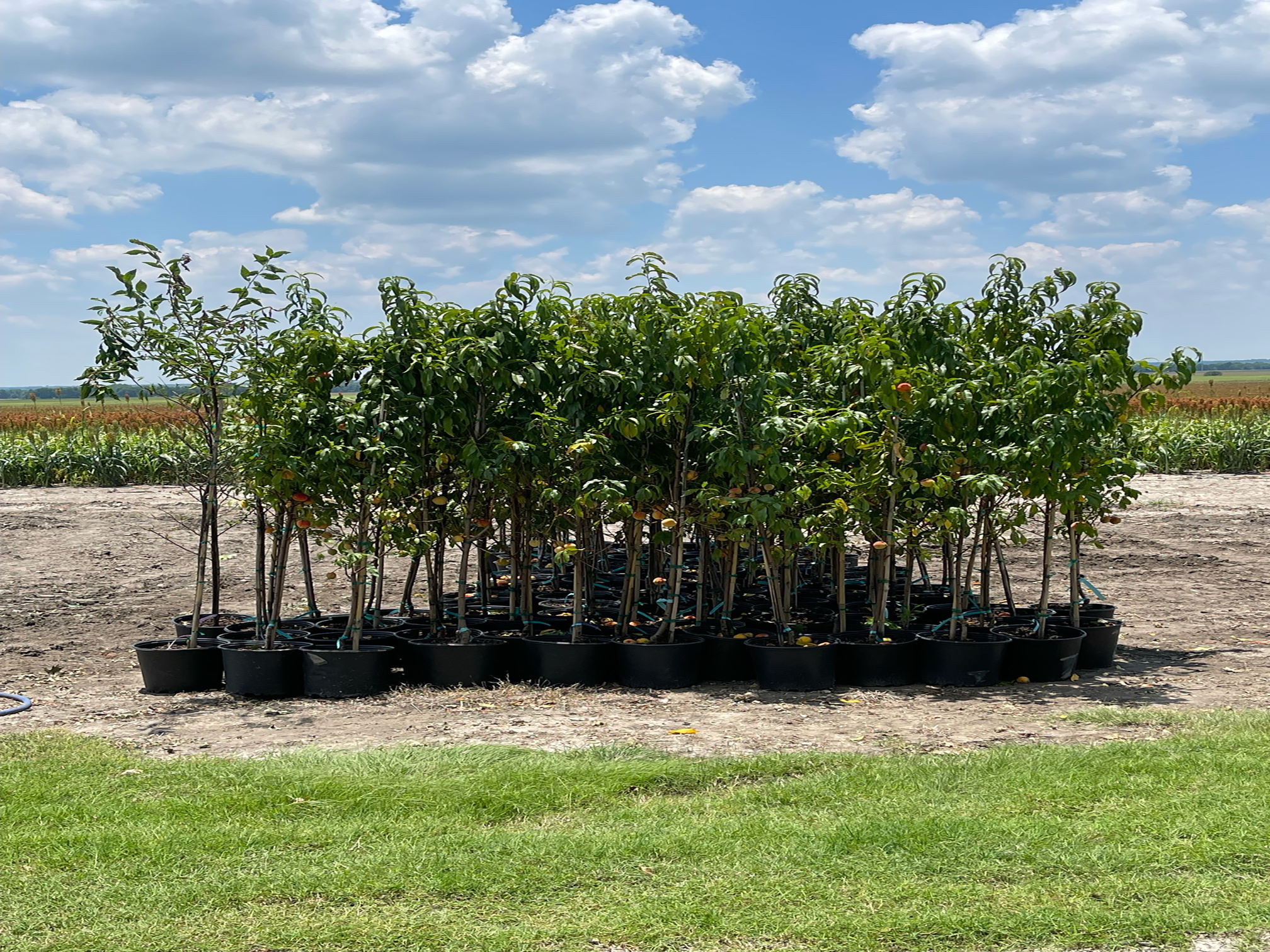 tree farm