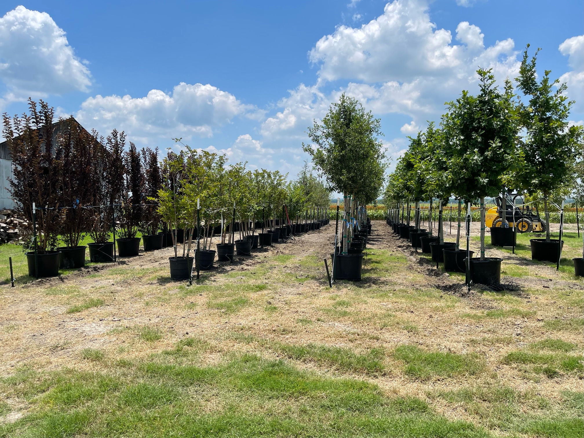 tree farm