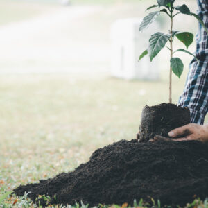 tree planting