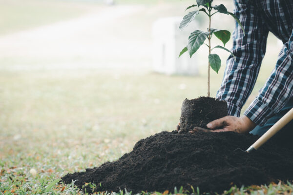 tree planting